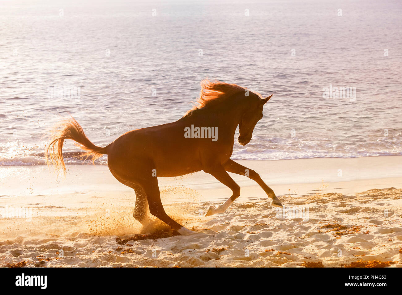 Cheval Arabe. Hongre alezan montrant-off sur une plage au coucher du soleil. Seychelles Banque D'Images