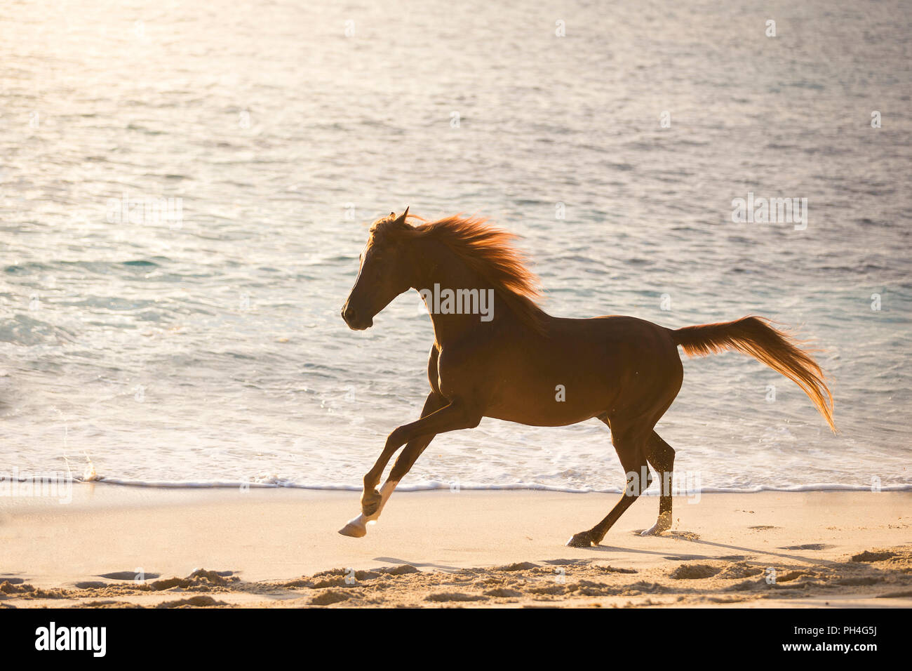 Cheval Arabe. Hongre alezan galoper sur une plage au coucher du soleil. Seychelles Banque D'Images