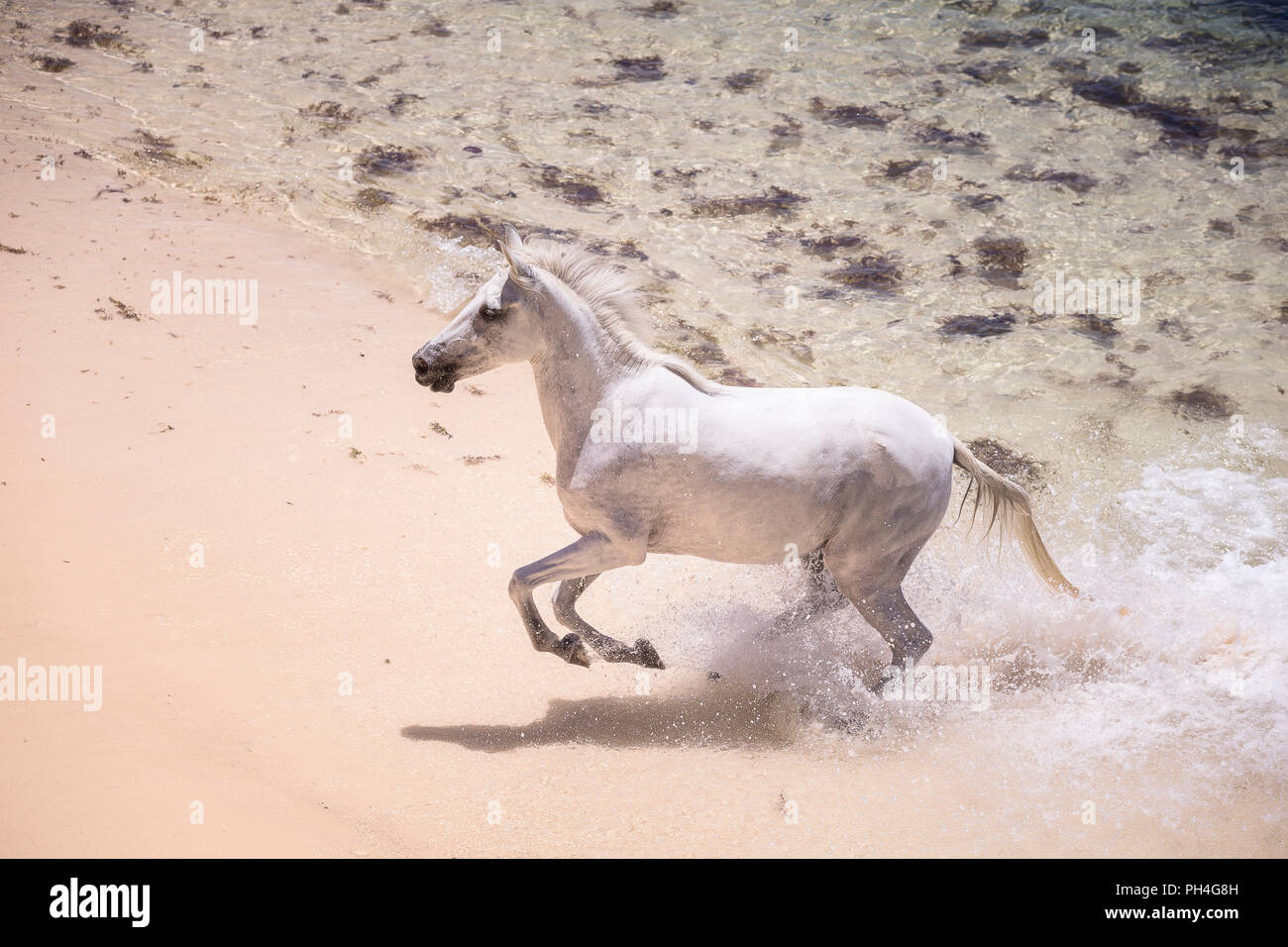 Seychelles poney. Adultes gris mare galoper hors de la mer. Seychelles Banque D'Images