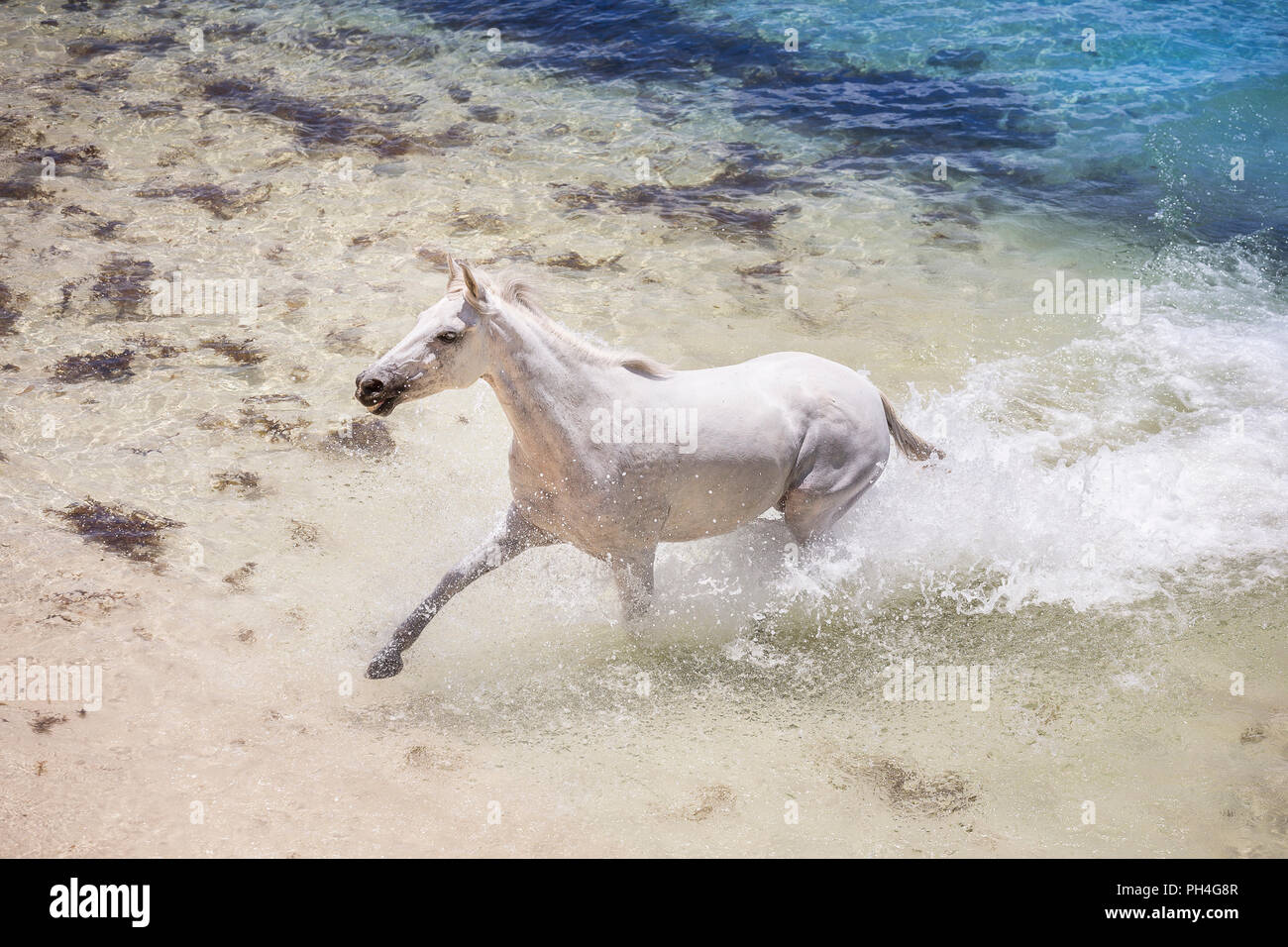 Seychelles poney. Adultes gris mare dans la mer. Seychelles Banque D'Images