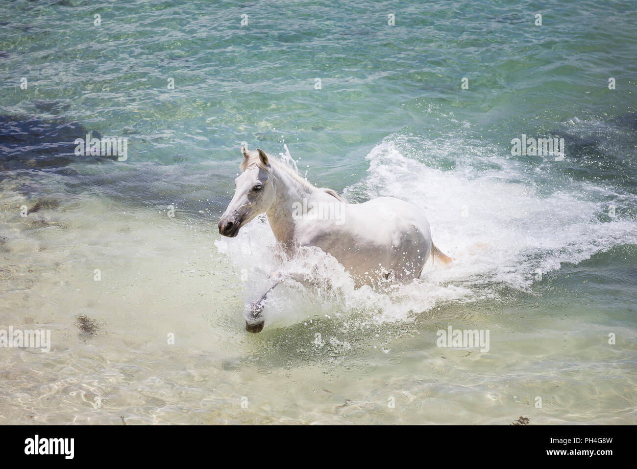 Seychelles poney. Adultes gris mare dans la mer. Seychelles Banque D'Images