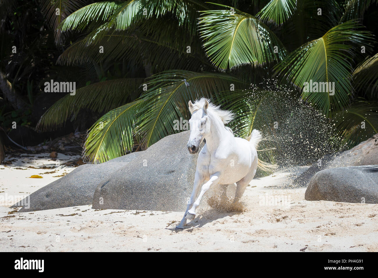 Seychelles poney. Adultes gris mare galoper sur une plage tropicale. Seychelles Banque D'Images