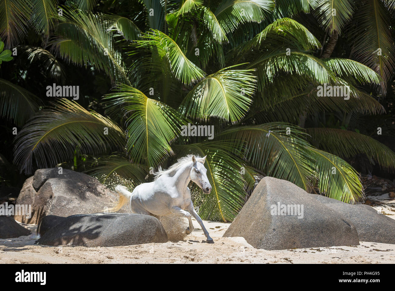 Seychelles poney. Adultes gris mare galoper sur une plage tropicale. Seychelles Banque D'Images