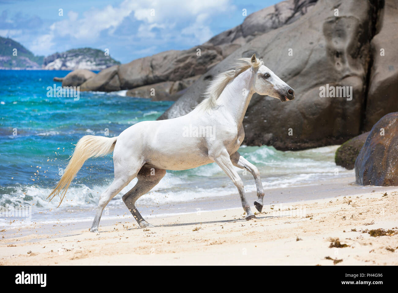 Seychelles poney. Adultes gris mare galoper sur une plage tropicale. Seychelles Banque D'Images