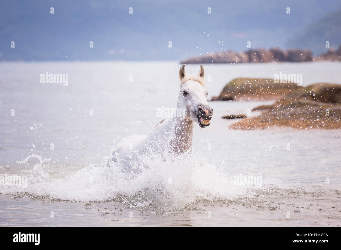 Seychelles poney. Adultes gris mare dans la mer. Seychelles Banque D'Images