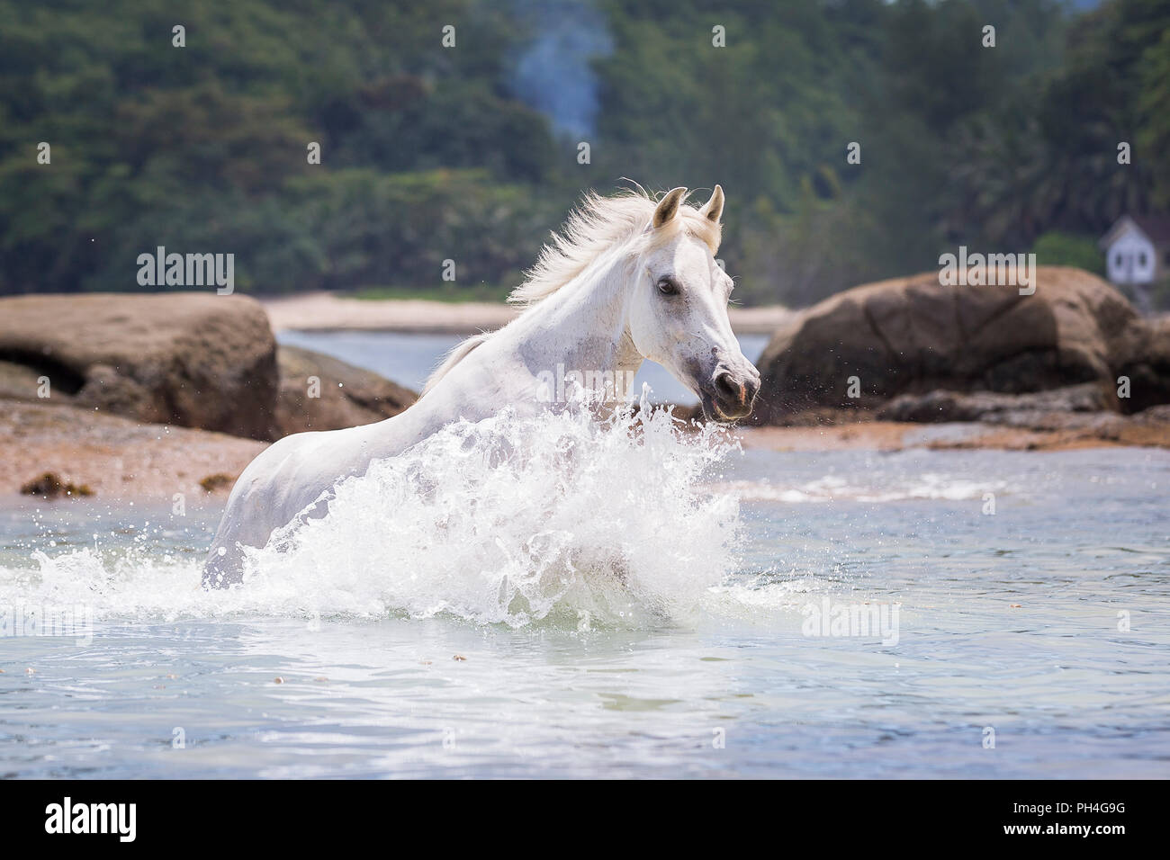 Seychelles poney. Adultes gris mare dans la mer. Seychelles Banque D'Images