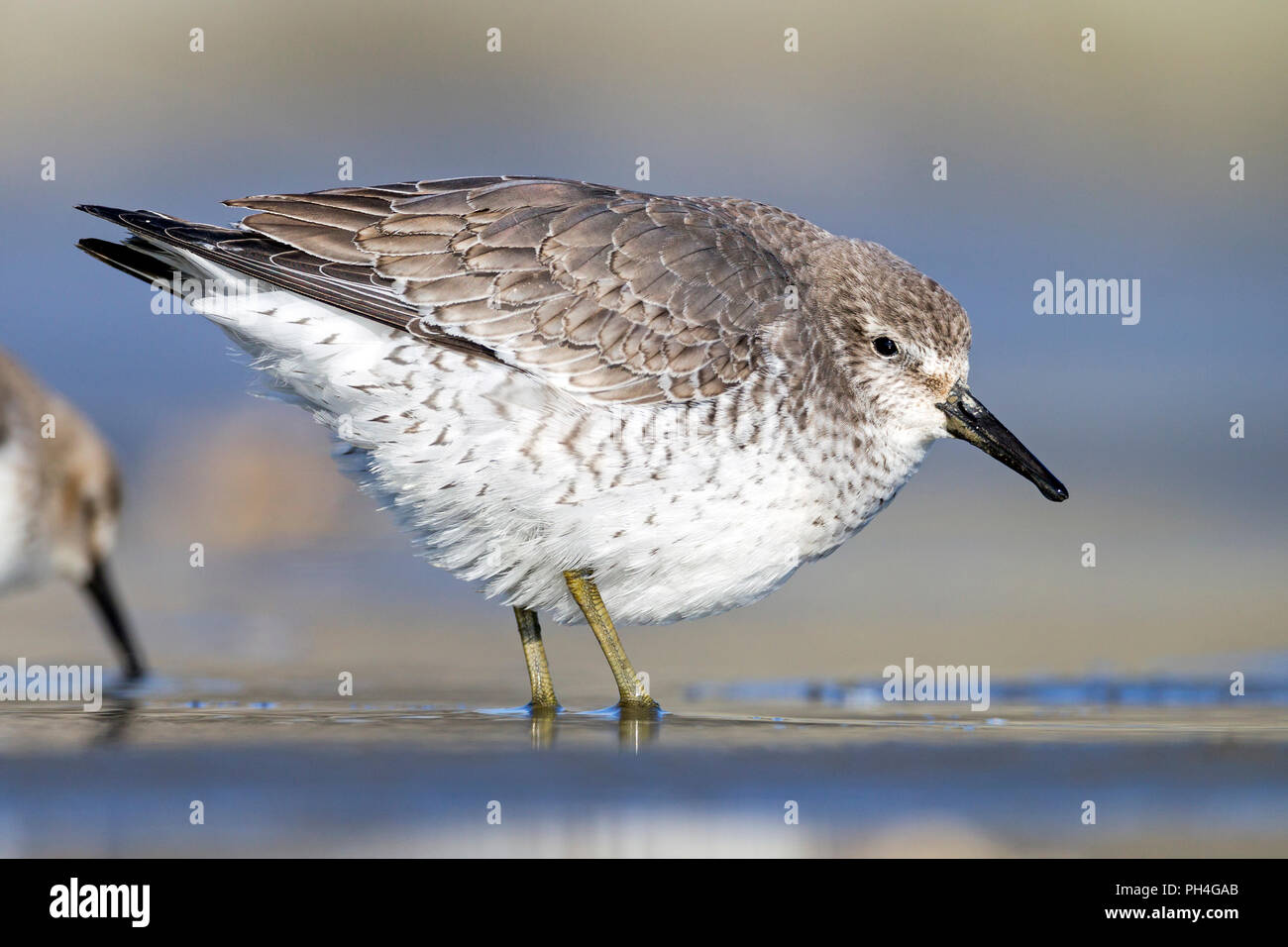Bécasseau maubèche (Calidris canutus). Deux adultes se nourrissent de boue intertidaux. Allemagne Banque D'Images