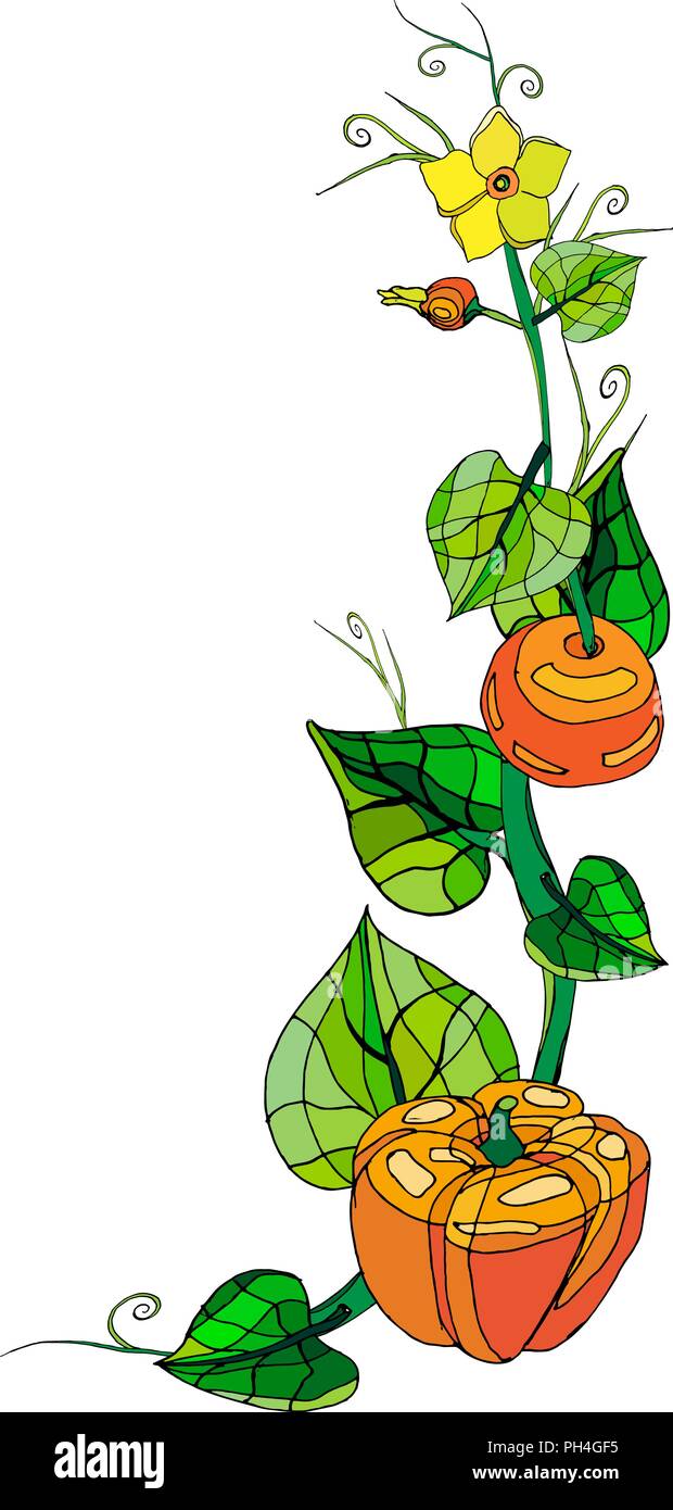Vector illustration à la citrouille et feuilles isolées sur fond blanc. Illustration de Vecteur