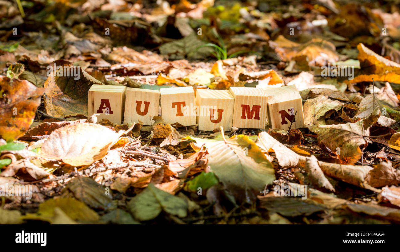 Automne fond et concept avec le mot - Automne - sur une rangée de blocs de bois parmi les feuilles mortes, certaines couleurs, certains en décadence et withere Banque D'Images