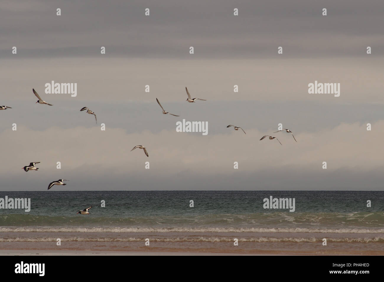 Une vue surplombant la mer depuis la plage de Achnahaird, Ecosse, avec Oyster Catchers voler dans un groupe au-dessus des flots Banque D'Images