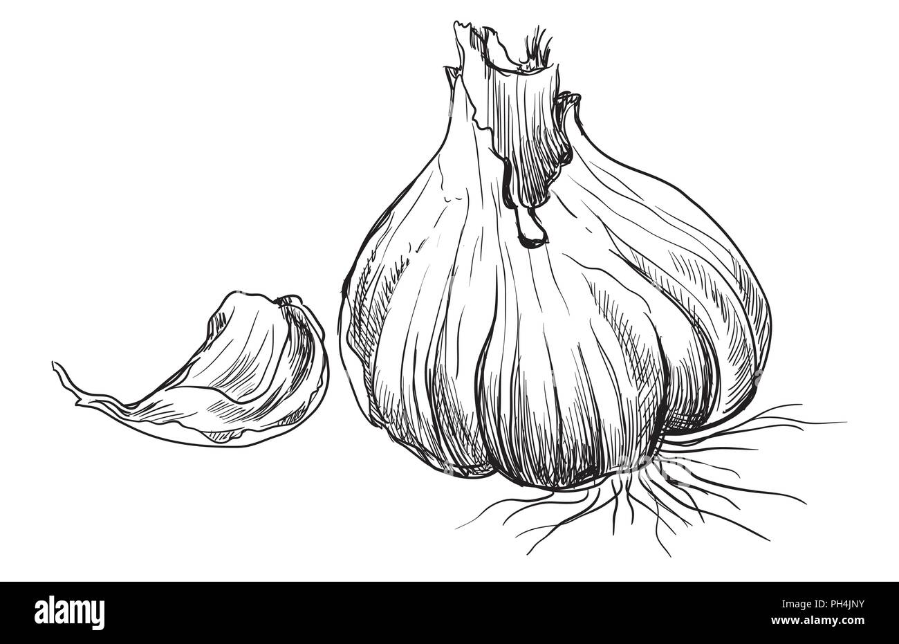 Légumes à la main avec de l'ail en tranches . Vector illustration monochrome isolé sur fond blanc. Illustration de Vecteur