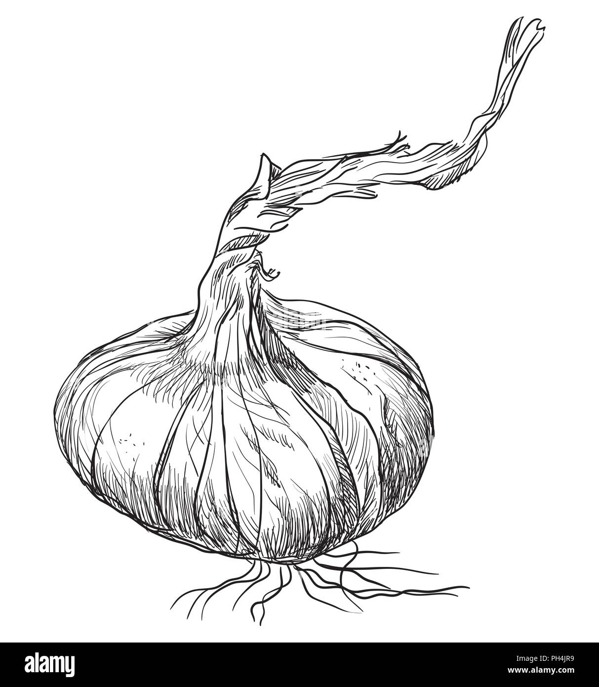 Légumes à la main-d'oignon. Vector illustration monochrome isolé sur fond blanc. Illustration de Vecteur