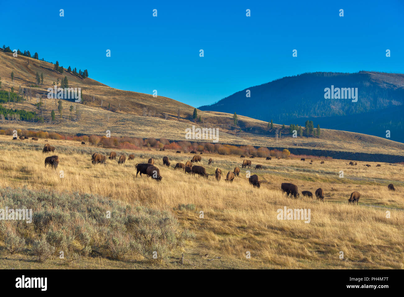 American bison, Bison bison, le Parc National de Yellowstone, États-Unis Banque D'Images