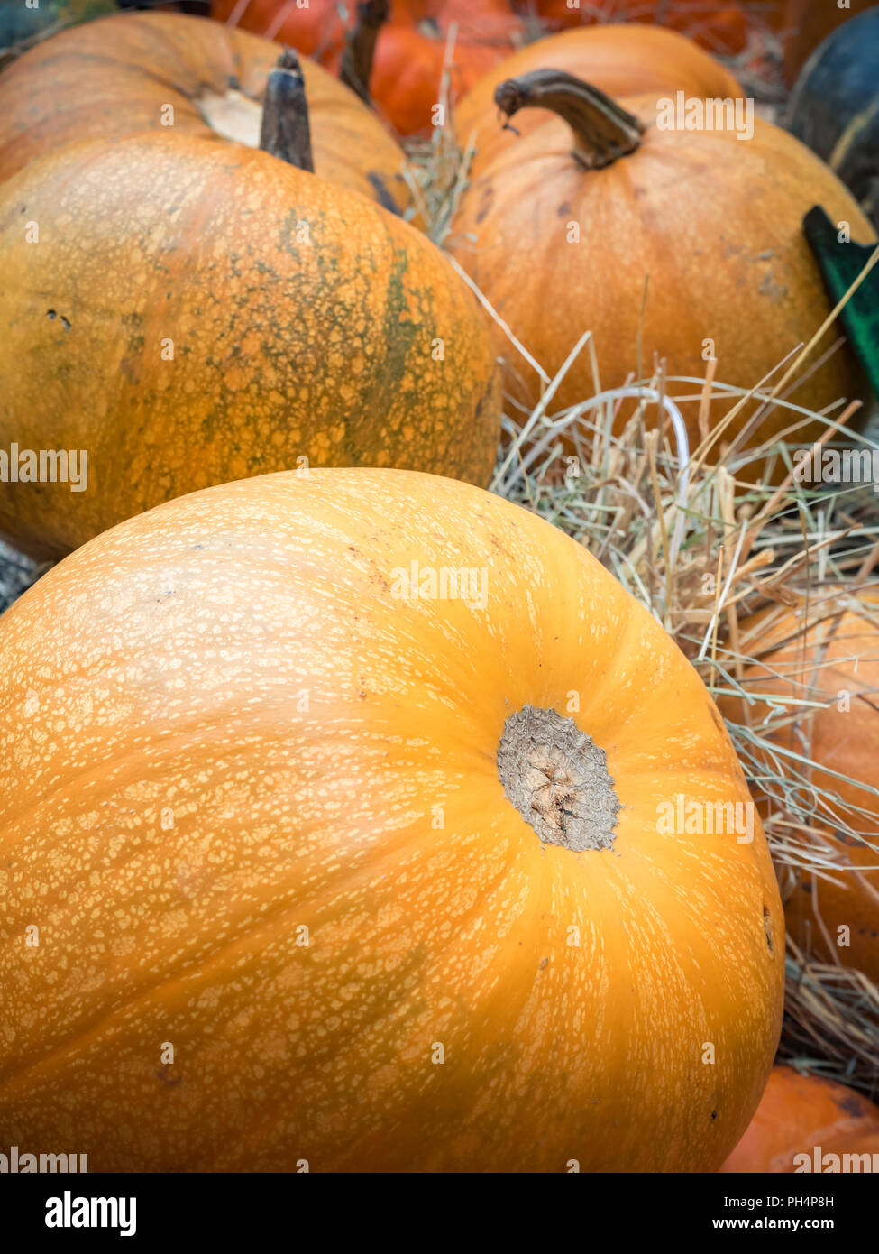 De nombreuses grandes citrouilles orange se situent dans la paille. Automne décoration de la rue. Chasse d'automne de citrouilles préparé pour la maison de vacances. Banque D'Images