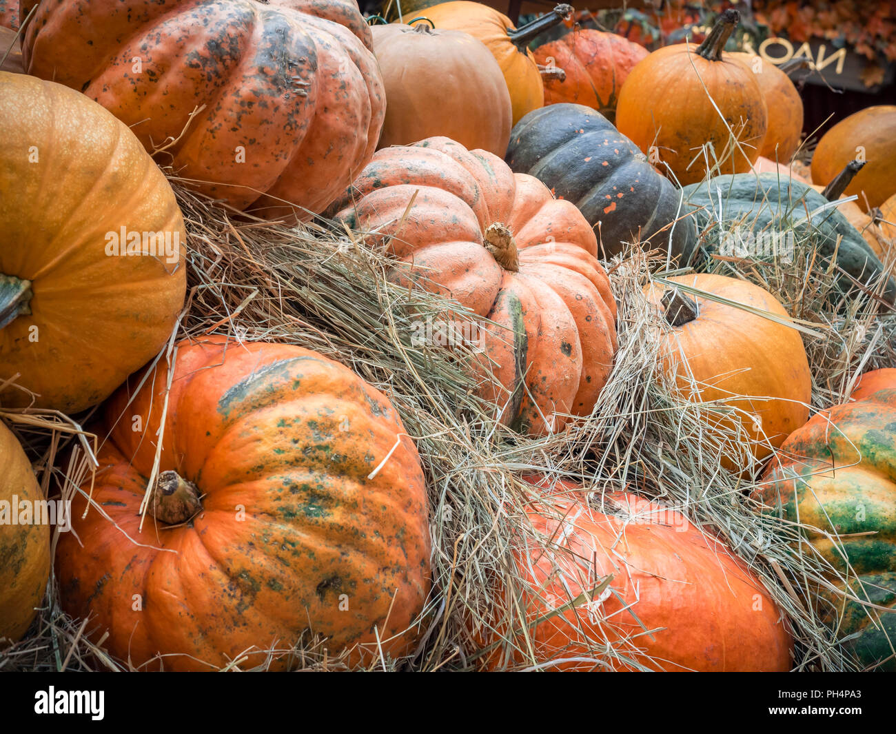 De nombreuses grandes citrouilles orange se situent dans la paille. Automne décoration de la rue. Chasse d'automne de citrouilles préparé pour la maison de vacances. Banque D'Images