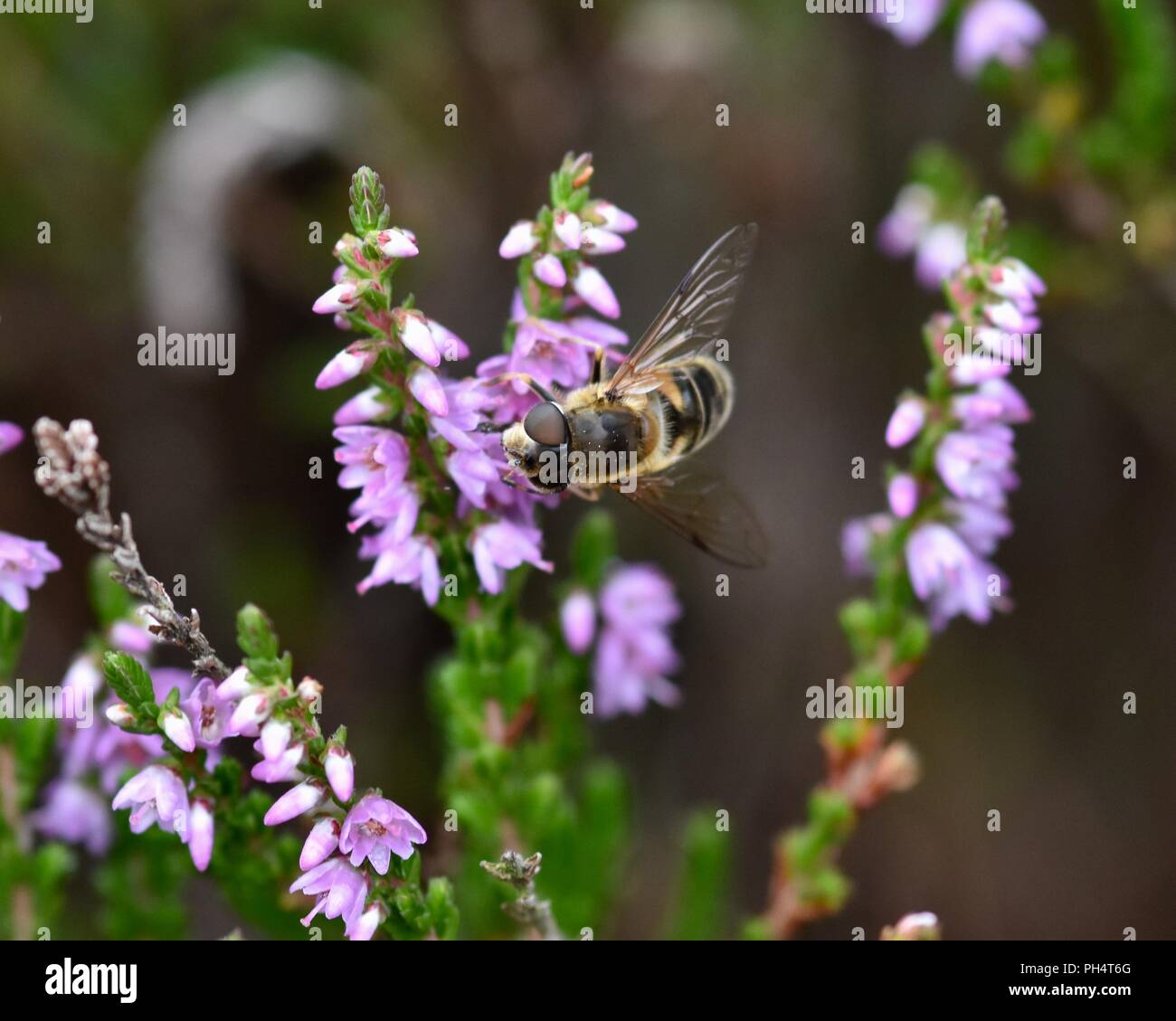 Hover fly se nourrissant de Heather Banque D'Images