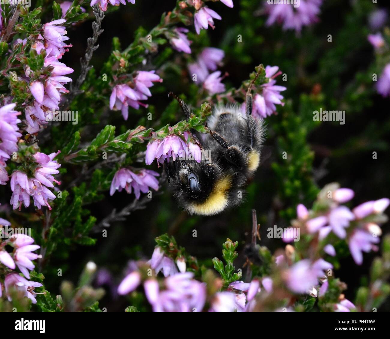 Bumblebee se nourrissant de Heather Banque D'Images