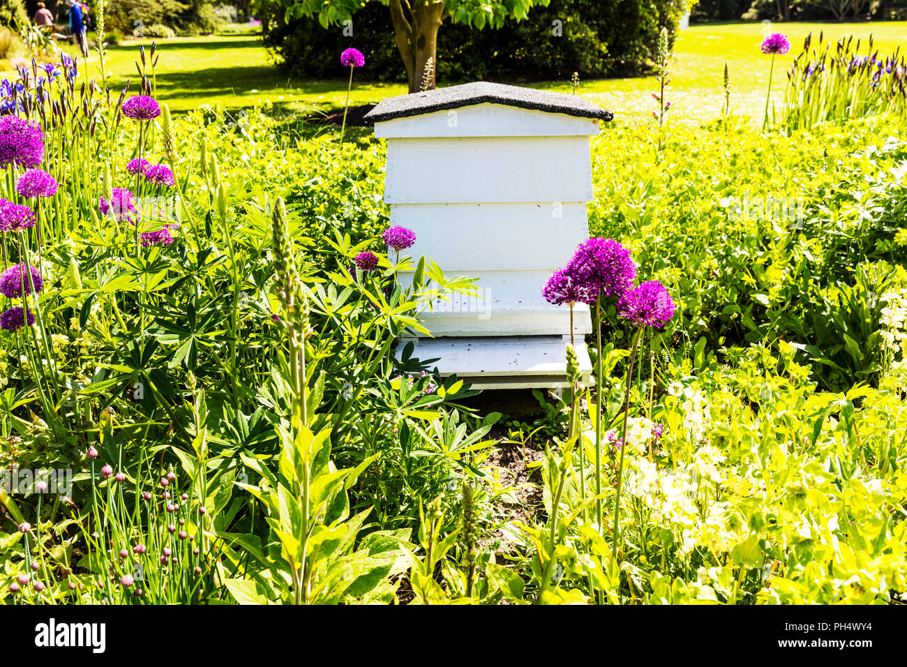 Ruche, le Beehive, urticaire, ruche, rucher, ruche en bois, ruches, ruches, ruche, rucher en bois blanc, les ruchers, ruche Beehaus, jardin, jardin Banque D'Images