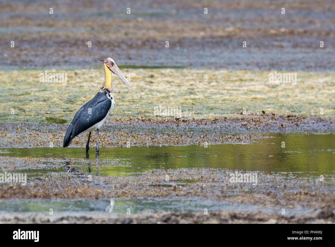 Grands oiseaux asiatiques Banque de photographies et d’images à haute ...