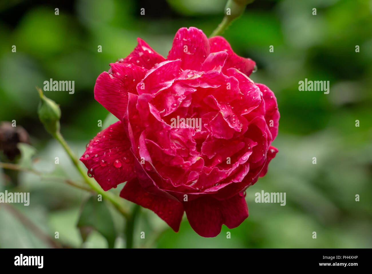 Chine rose (Rosa chinensis) gros plan de la fleur rouge avec des gouttes de rosée - Davie, Floride, USA Banque D'Images