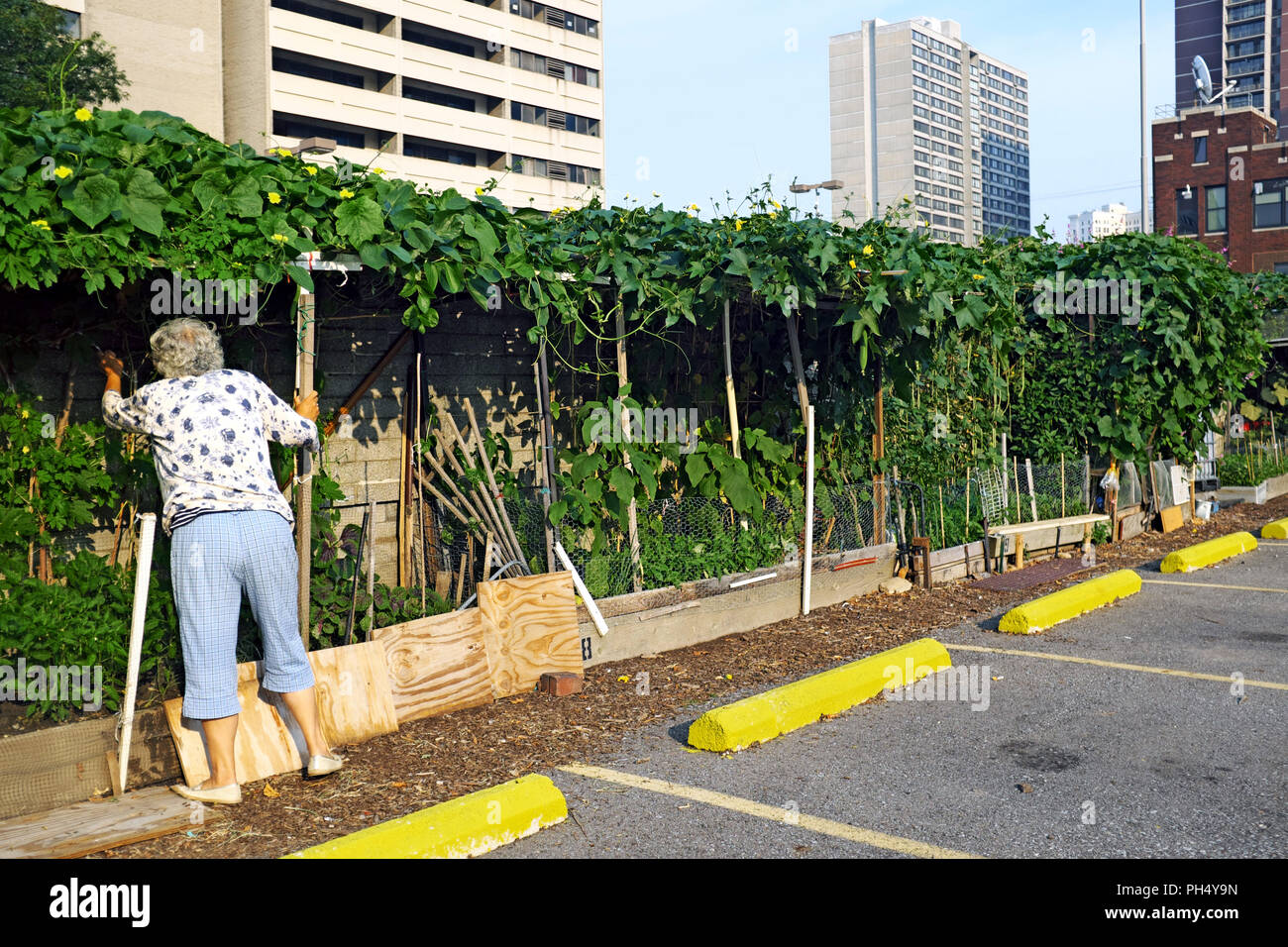 Une dame travaille sa parcelle de jardin individuel à l'extérieur d'un complexe d'appartements dans le centre-ville de Cleveland, Ohio, USA. Banque D'Images