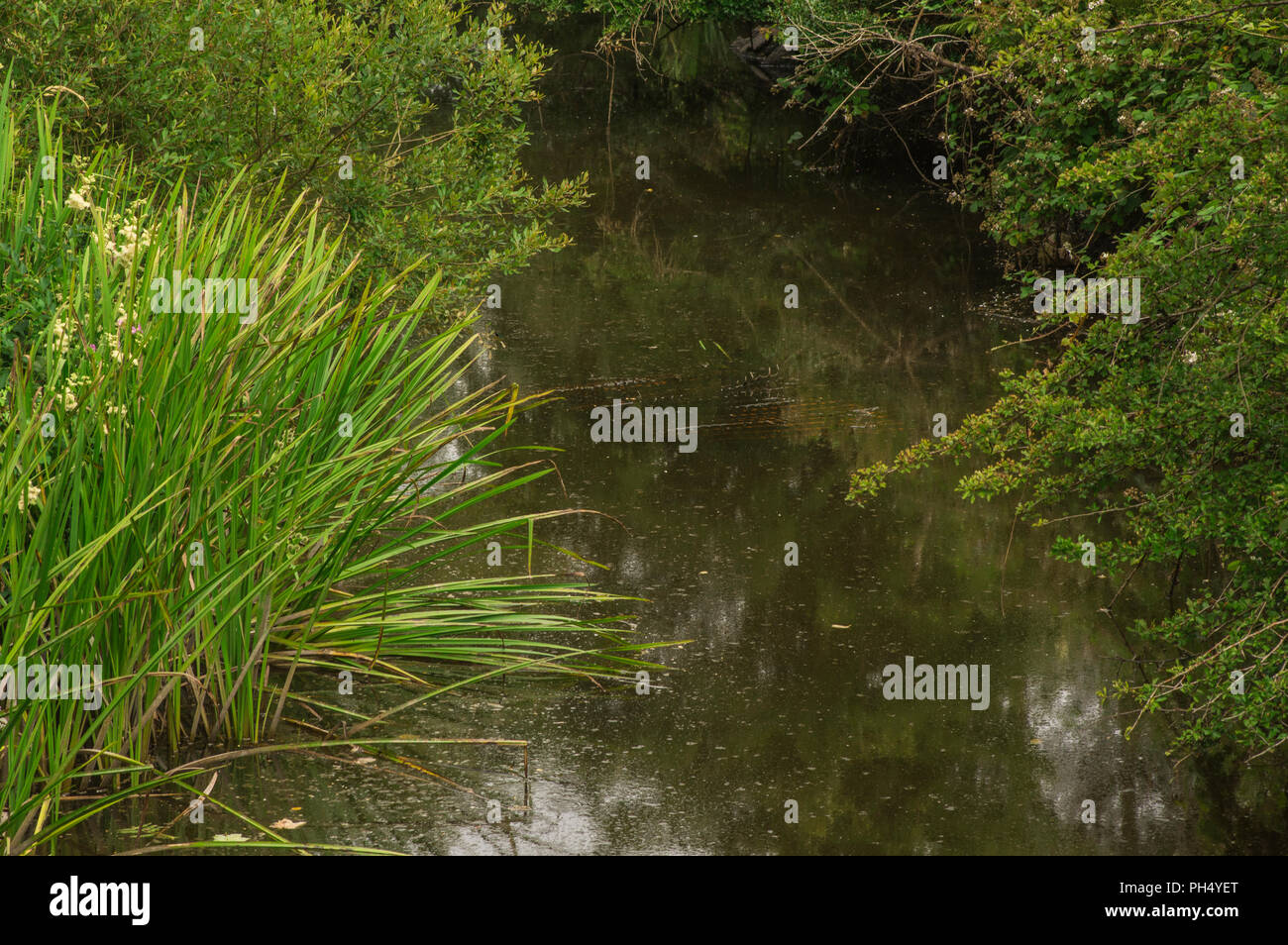 Un section de la rivière au-dessus d'un lac. Banque D'Images