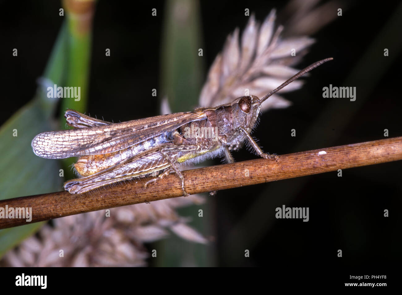 Un insecte commun de prairies Banque D'Images
