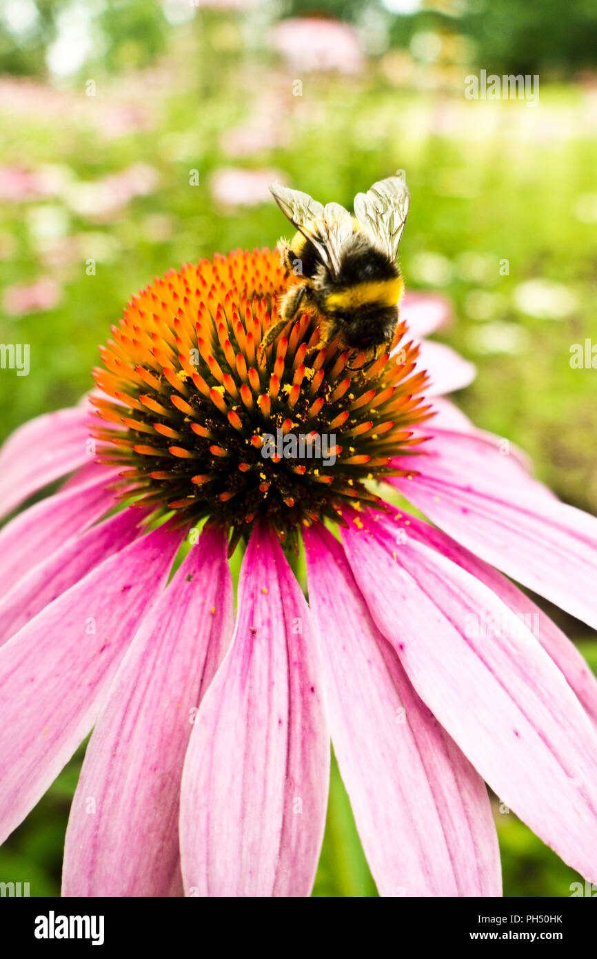 Approfondissement des bourdons de nectar de fleur d'échinacée Banque D'Images
