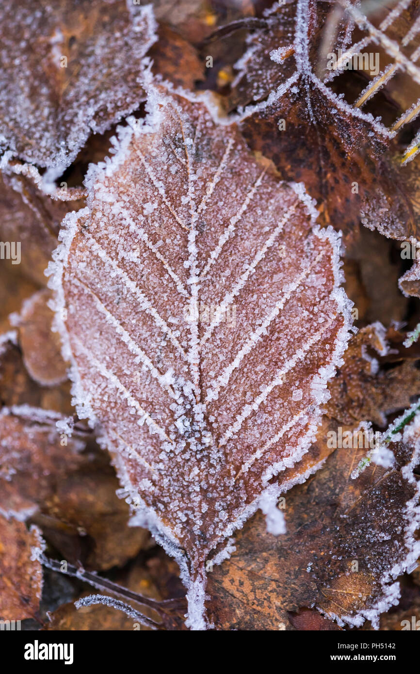 Vieux Bouleau blanc Betula pendula feuille sur le sol couvert de cristaux de glace Banque D'Images