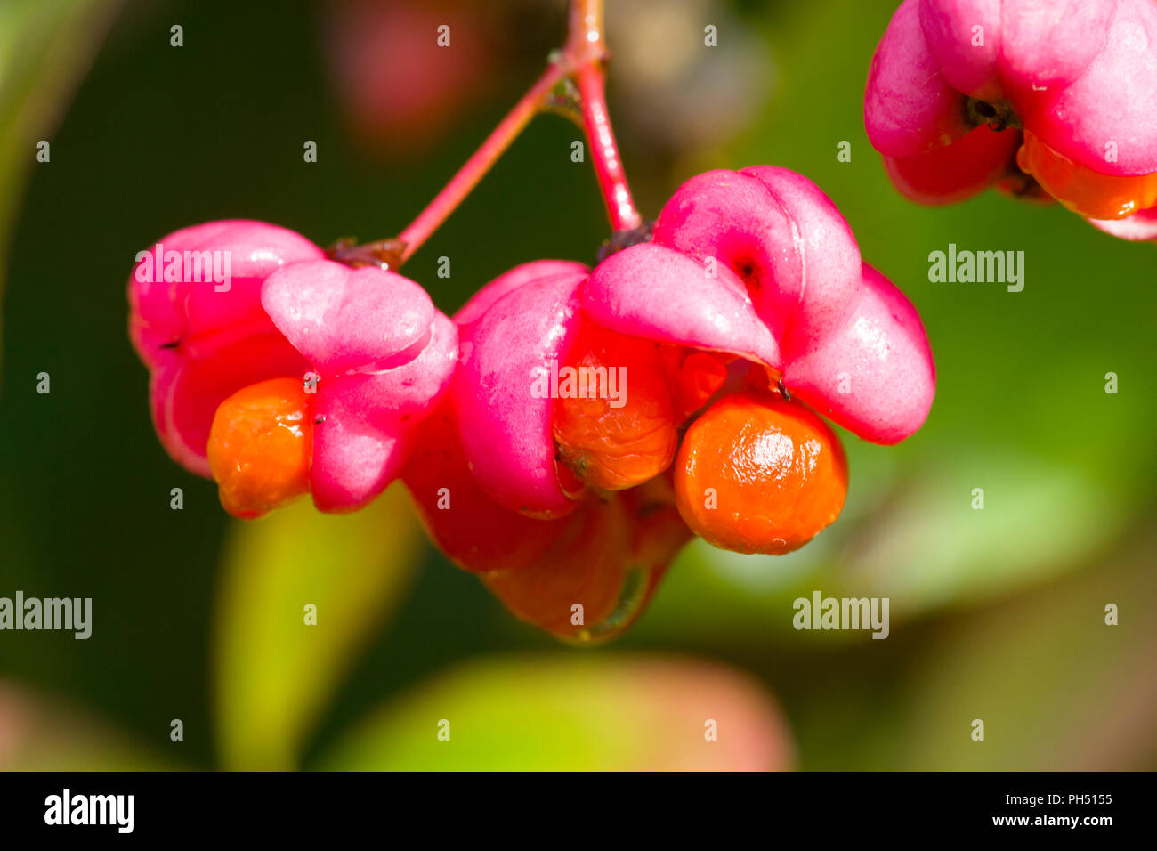 L'arbre de fusée Euonymus europaeus fruits. Banque D'Images