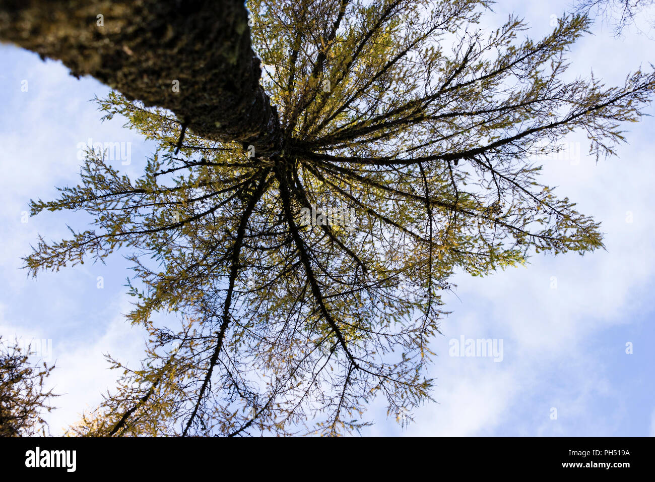 Mélèze d'Europe Larix decidua arbre plein Highlands Scotland UK Banque D'Images