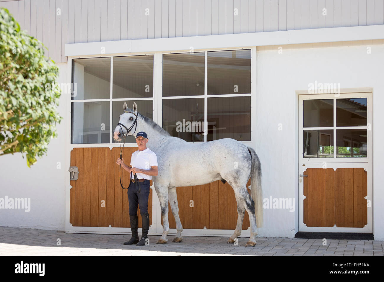 L'Holstein. L'Homme conduisant la hongre gris Silversurfer 2 (né en 2007). Allemagne Banque D'Images