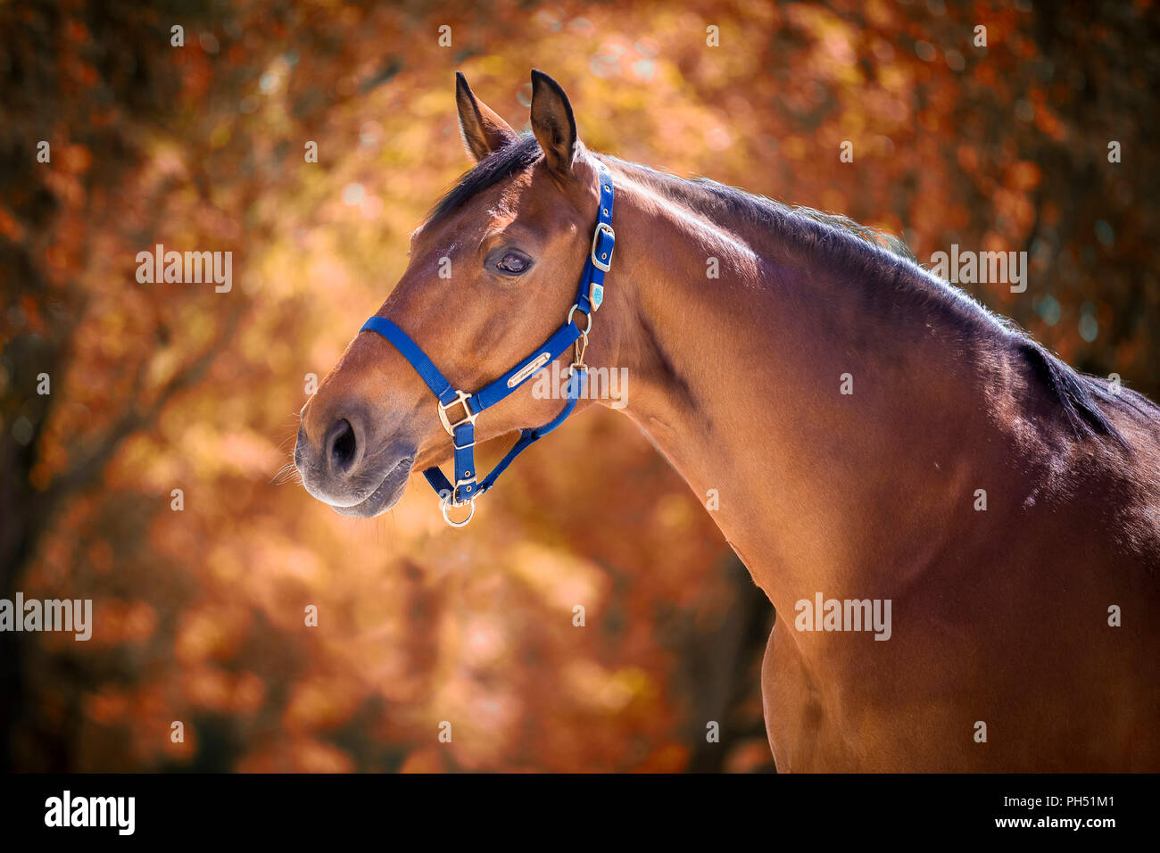 Cheval de Hanovre. Portrait de l'hongre baie Lantinus III (né en 1998). Allemagne Banque D'Images