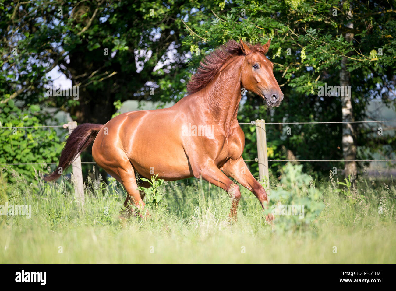 Warmblood autrichien. Hongre alezan galoper sur un pâturage. L'Autriche Banque D'Images