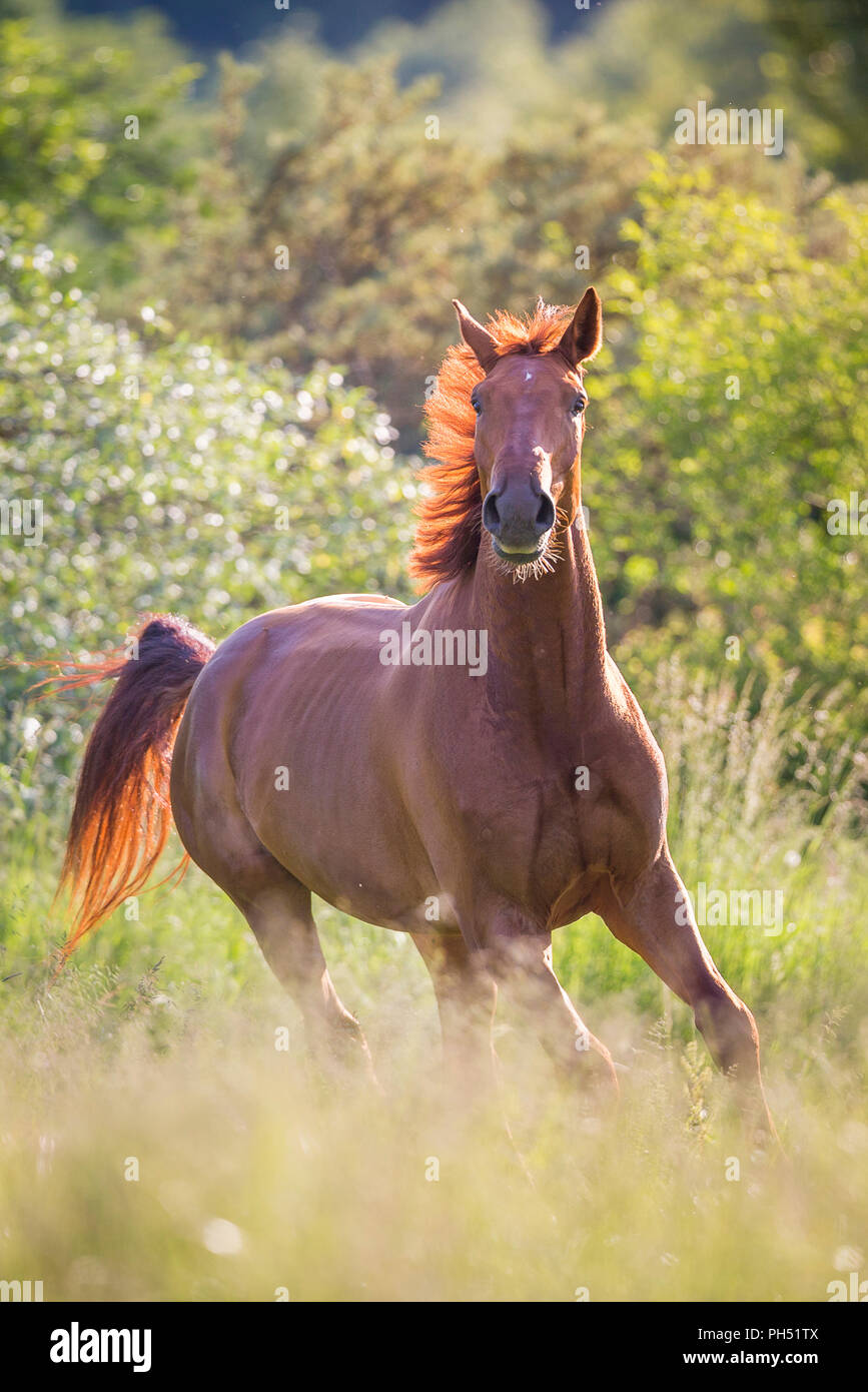 Warmblood autrichien. Hongre alezan galoper sur un pâturage. L'Autriche Banque D'Images