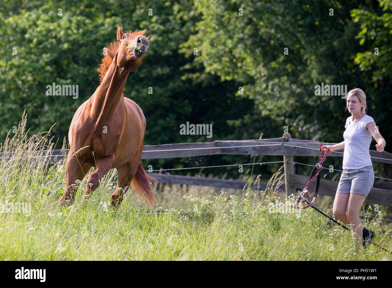 Warmblood autrichien. Femme tente de prendre des hestnut gelding sur un pâturage. L'Autriche Banque D'Images