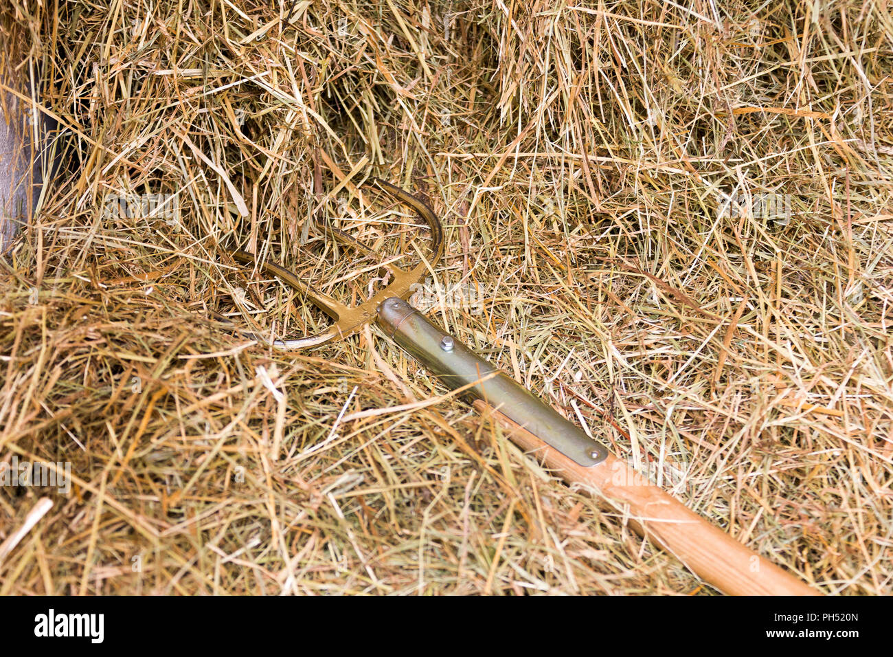 Hay avec fourche. La nourriture pour chevaux Banque D'Images