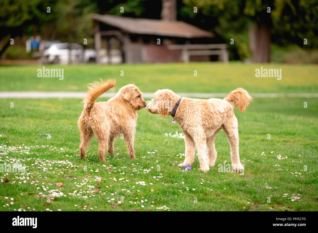 Deux croix caniche chiens mélanger dans un autre message d'accueil du parc. Banque D'Images