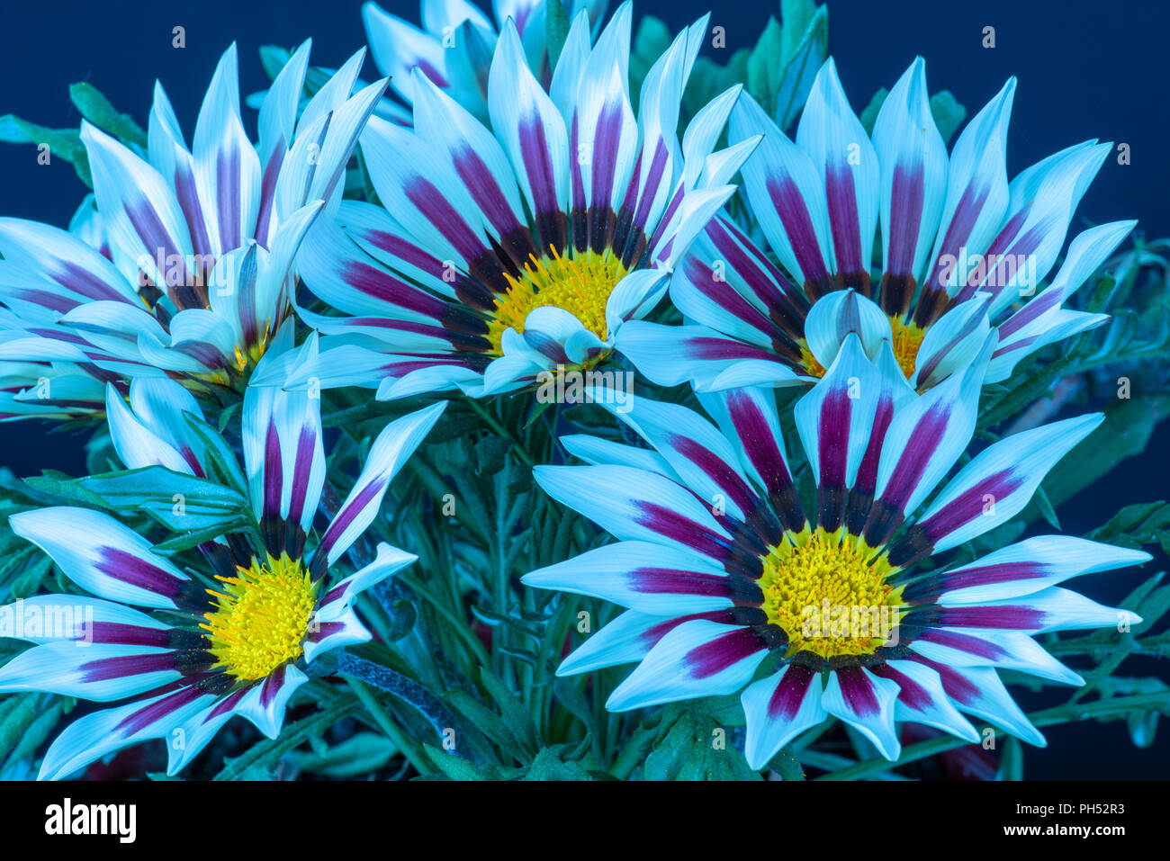 Fine Art Nature Morte De Fleurs Couleur Macro Photo Dun