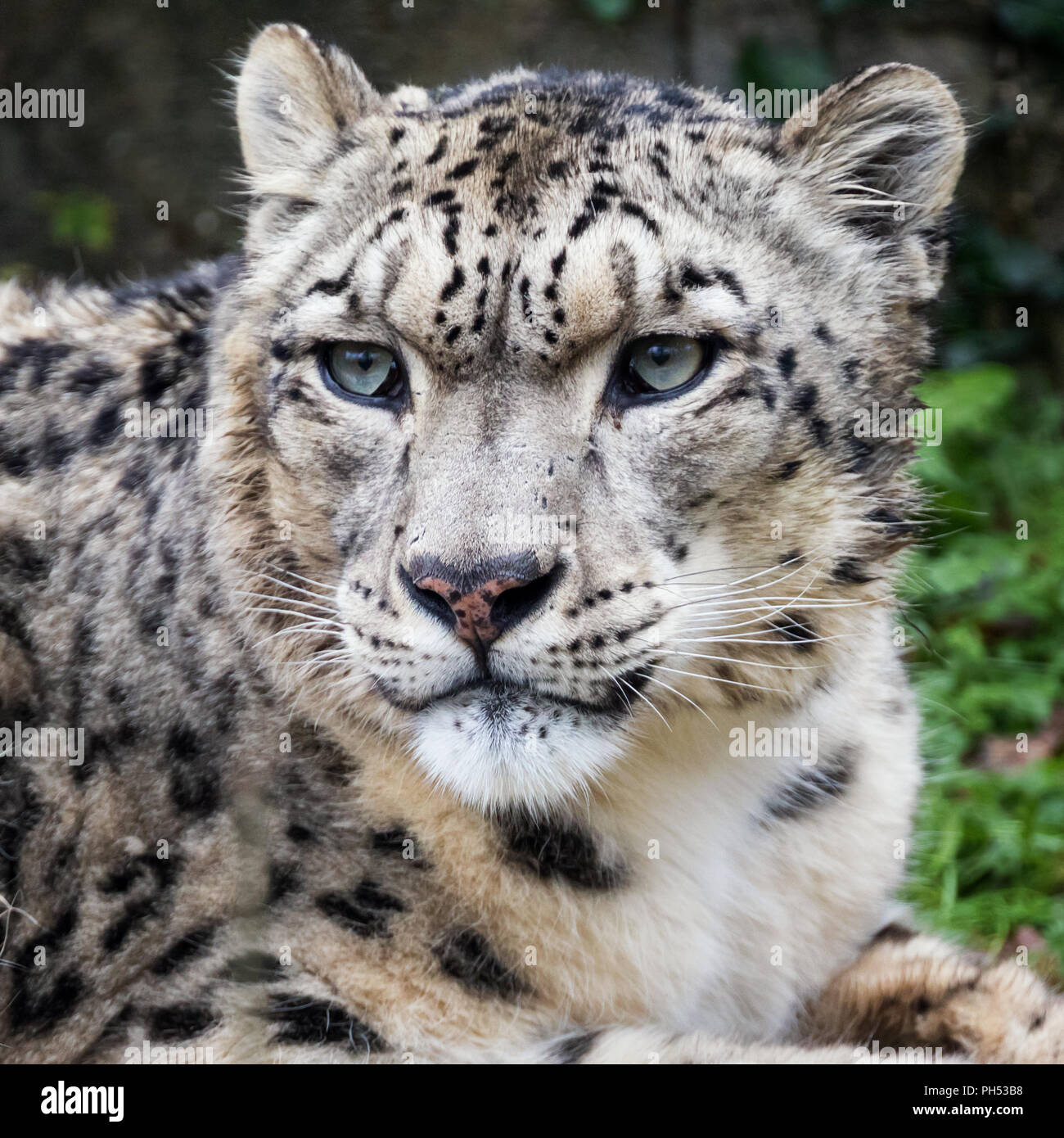 Snow Leopard adultes close up portrait. Banque D'Images