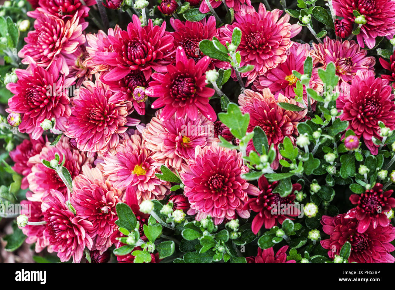 Chrysanthèmes rouges fleurs en octobre parterre à fleurs Banque D'Images