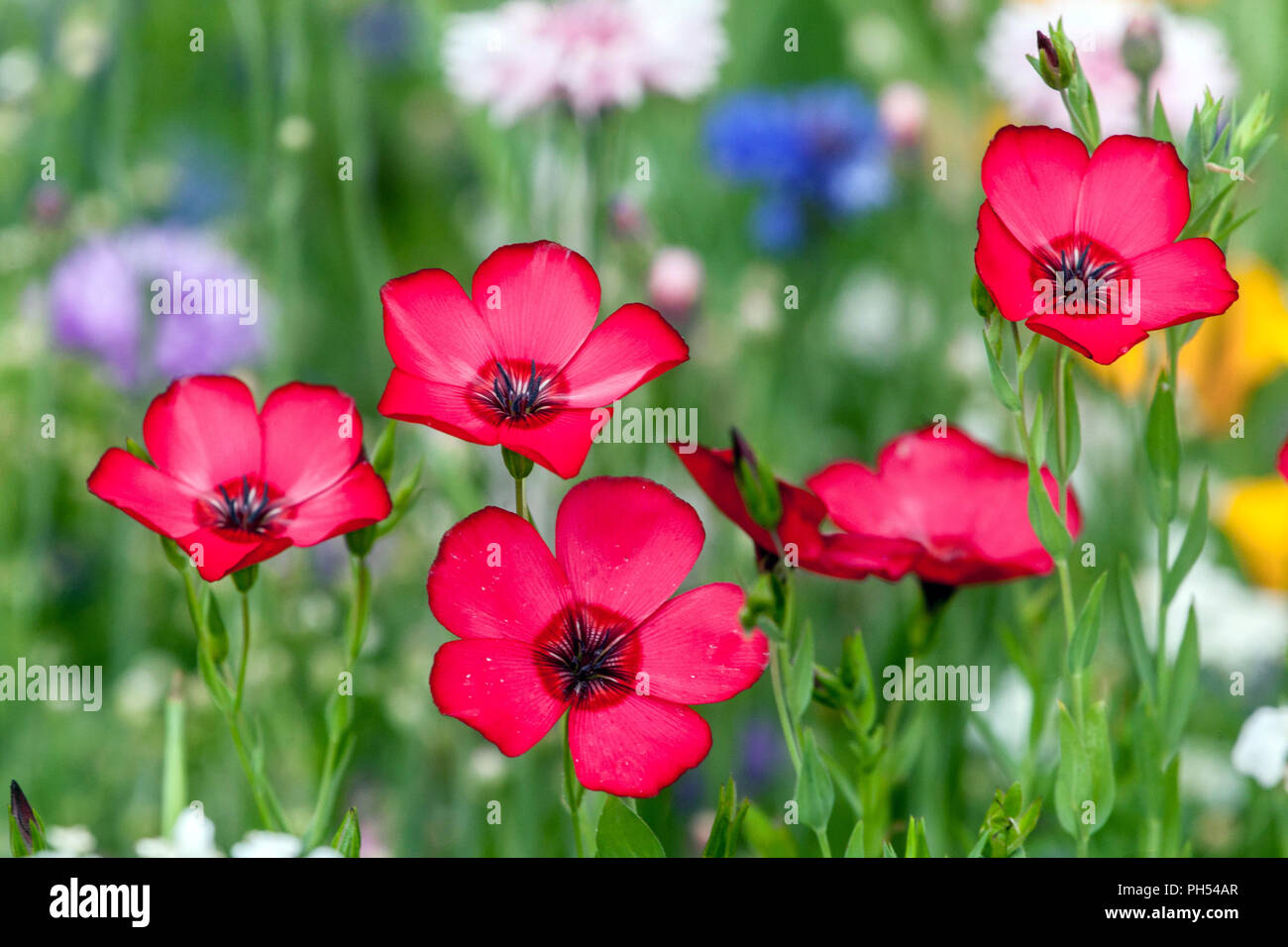 Rouge Linum grandiflorum 'rubrum' Scarlet fleur de lin jardin annuel Banque D'Images