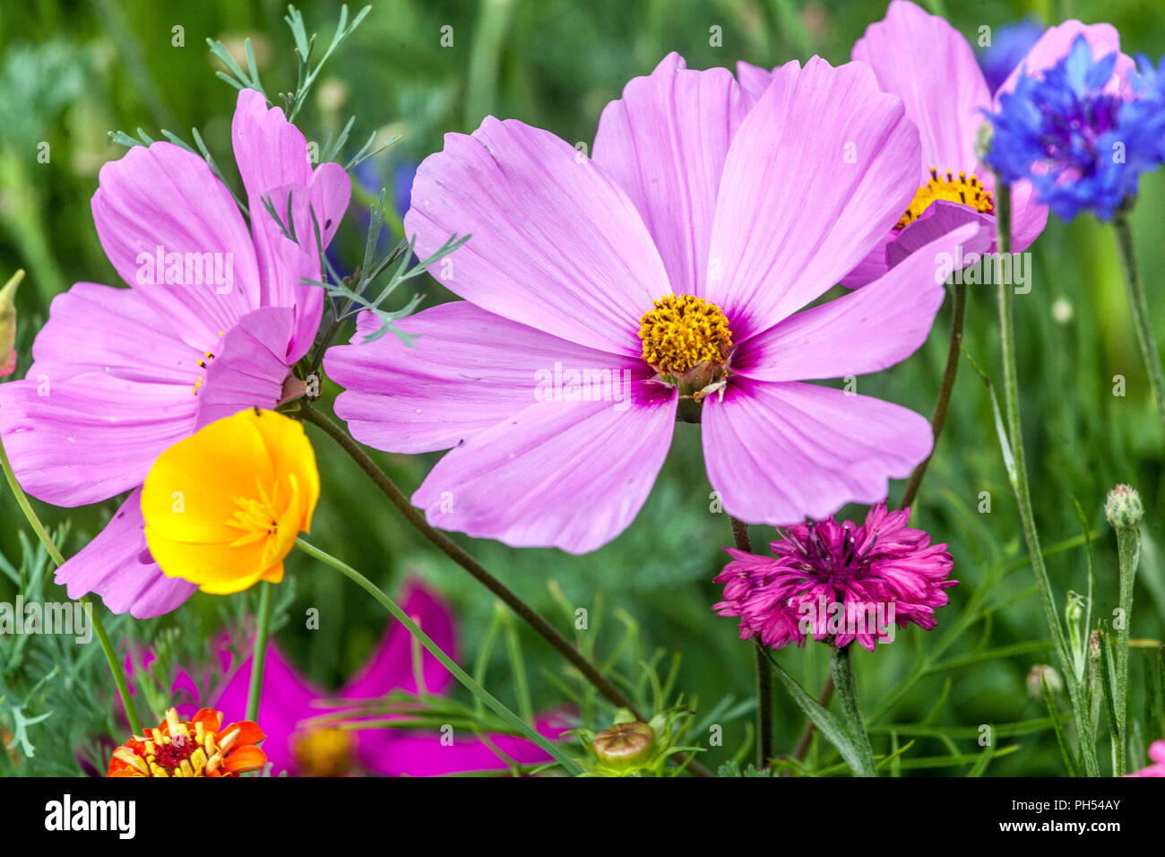 Cosmos bipinnatus fleur de juillet, jardin cosmos, aster mexicain Banque D'Images