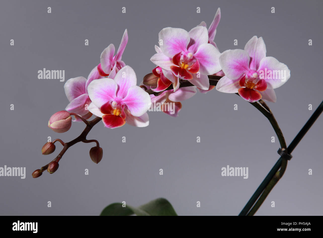 Fleurs d'orchidée rose foncé rouge violet et blanc en fleur et bud sur tige  unique sur un arrière-plan gris Photo Stock - Alamy