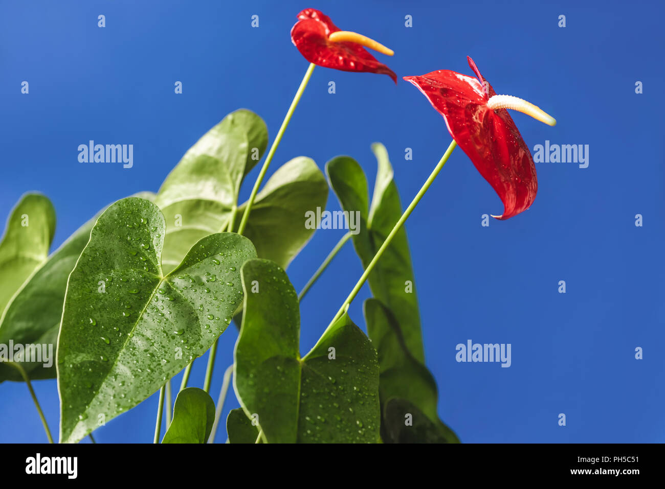 Vue rapprochée d'anthuriums rouges et feuilles vertes avec de l'eau gouttes isolé sur fond bleu Banque D'Images