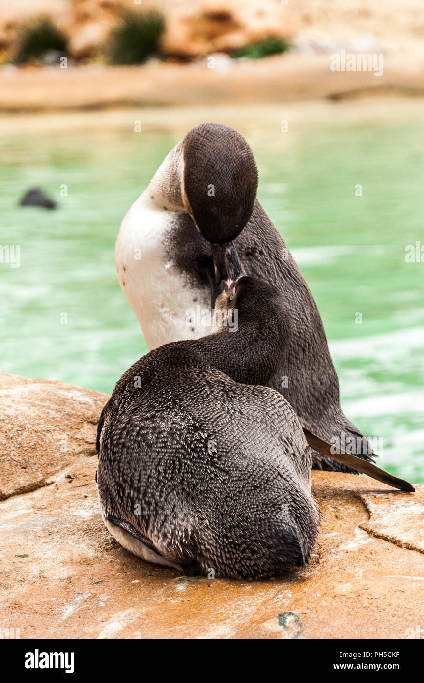 L'un l'autre à l'alimentation des pingouins du Zoo de Londres Banque D'Images