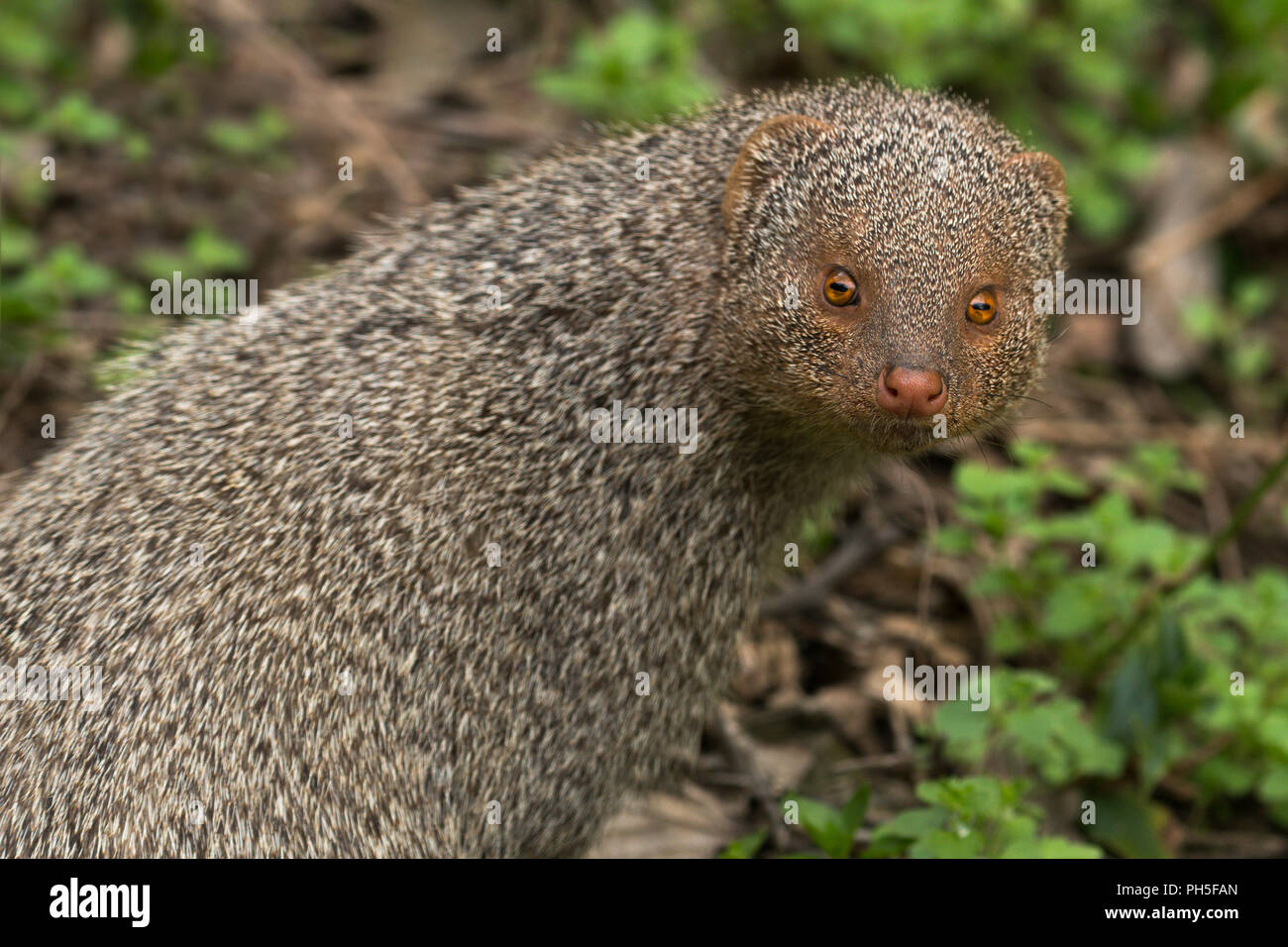 Portrait de l'Indian Mongoose gris Banque D'Images