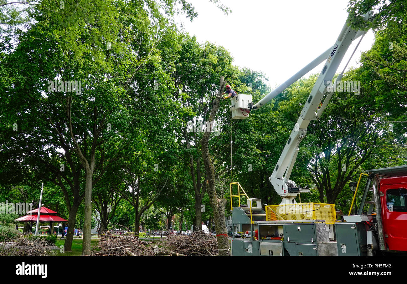 Le traitement de l'infestation de punaises de frênes. Les scolytes de l'agrile du frêne, un petit bug, destructrices ont infecté des milliers d'arbres à travers Montréal. Banque D'Images