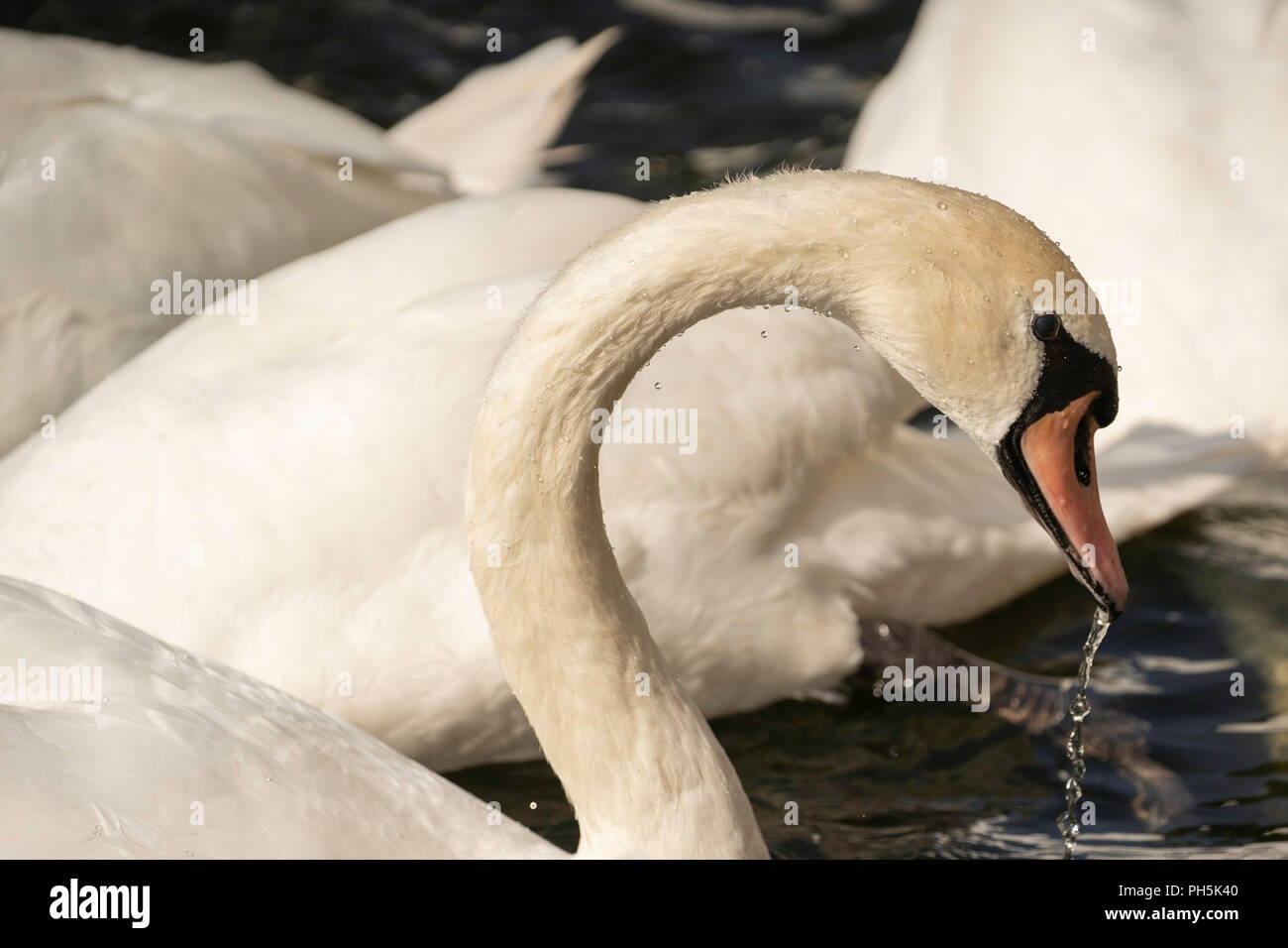Blanc pur Mute Swan avec des gouttelettes d'eau qui s'écoulent de son bec, Roundhay Park, Upper Lake, Leeds, West Yorkshire, Angleterre, Royaume-Uni. Banque D'Images