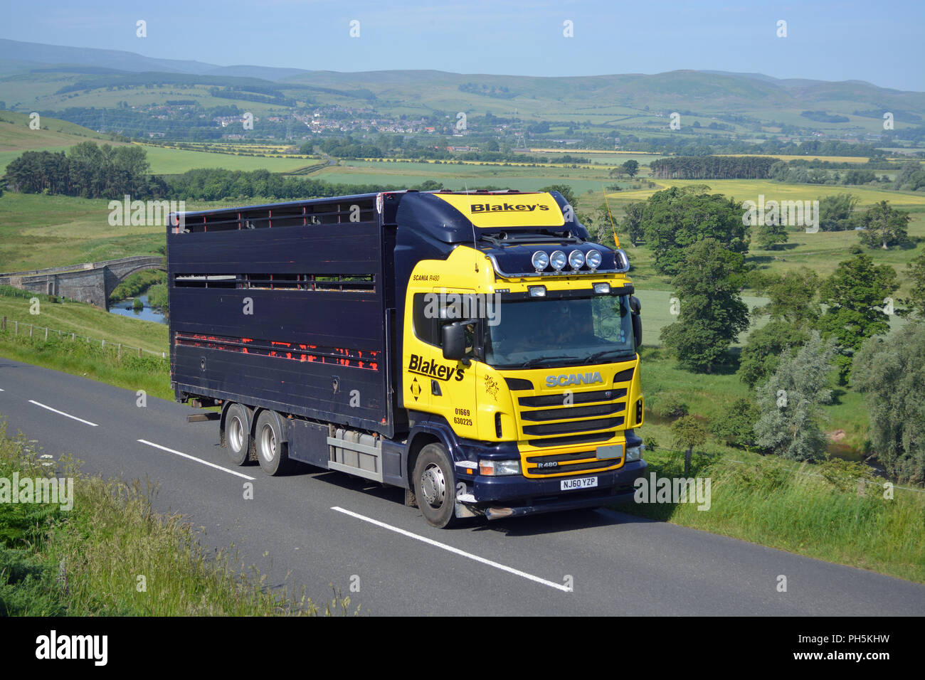 Scania R480 camion de bétail Banque D'Images